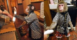 Read more about the article Kayabukiya Tavern: Monkey Waiters Serve Here, Interesting (2023 Updated)