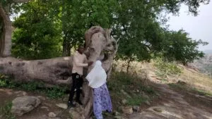 The Elephant Tree in Oke Ado