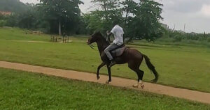 Read more about the article Agodi Gardens Ibadan