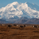 Denali National Park