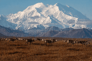 Read more about the article Denali National Park