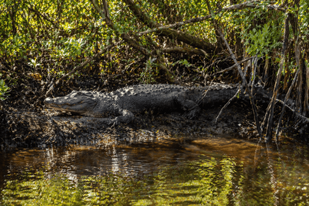 Everglades National Park