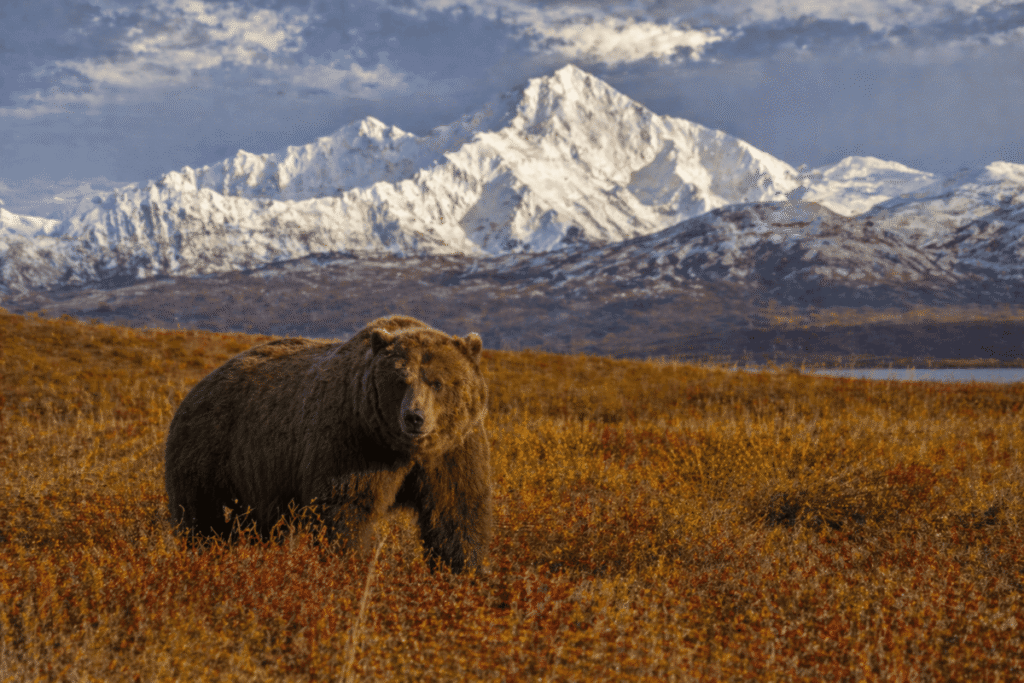 Denali National Park