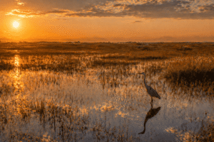Read more about the article Everglades National Park 