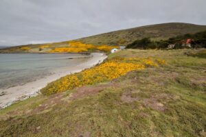 Read more about the article 5 things to know before you visit the Falkland Islands
