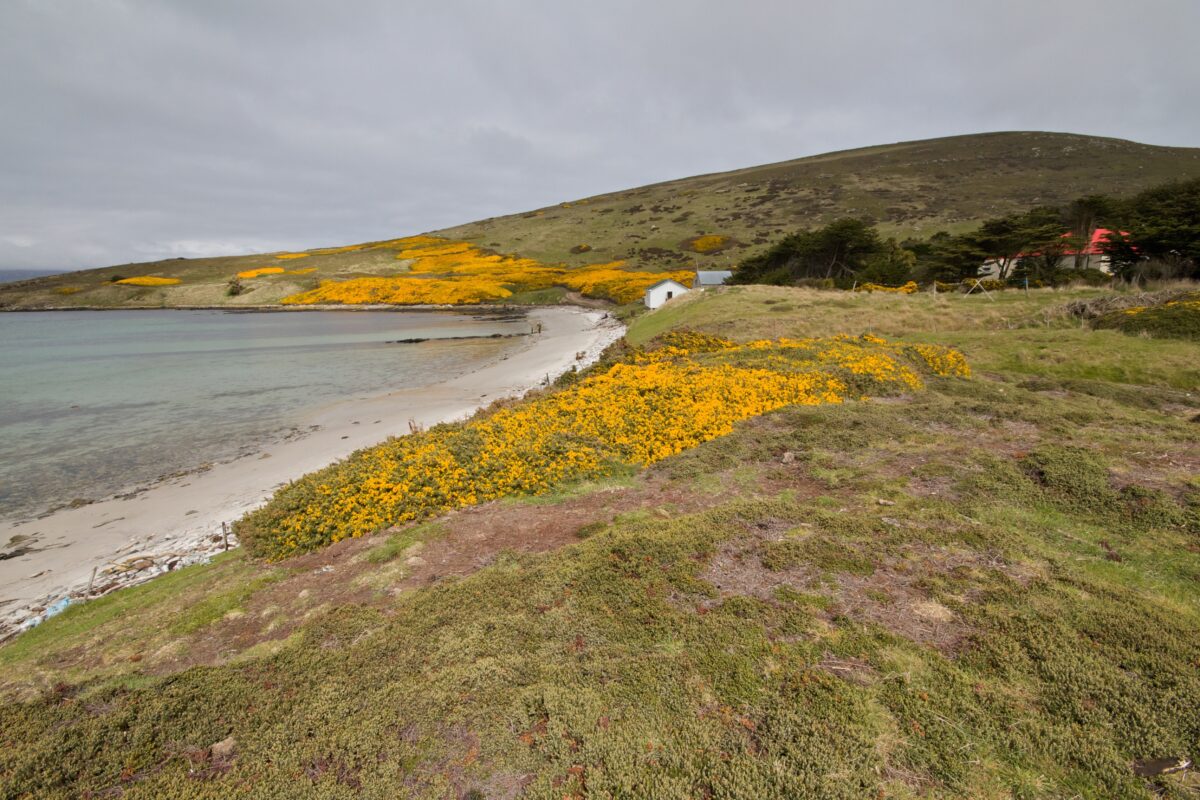Read more about the article 5 things to know before you visit the Falkland Islands